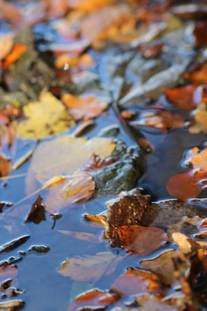 Autumn Leavesの写真素材