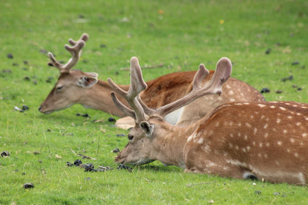 Deer at rest in parkの写真素材