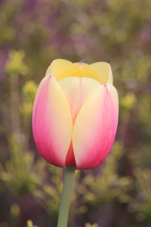 Tulip in Springの写真素材