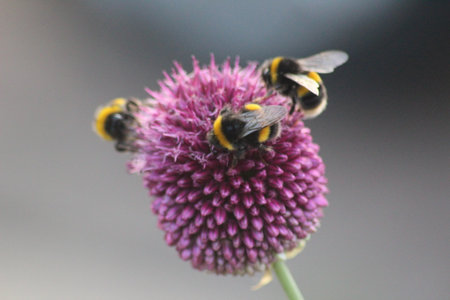 Bee on flowerの写真素材