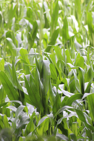 farmers fieldの写真素材