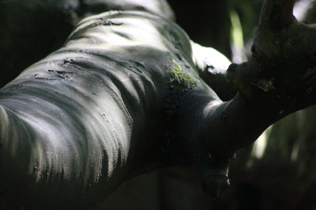 Tree branchの写真素材