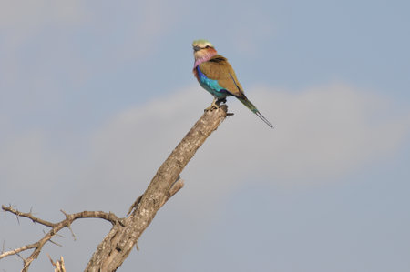 A lilac breasted roller, resting on the top of a branch in Kruger National Parkの写真素材