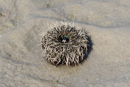 A large Sea Urchin on the beach of Magaruque Island, Mozambiqueの写真素材