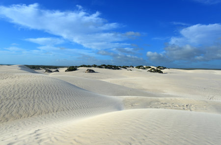 White sand dunes of Nilgen Nature Reserve. Located near Lancelin/Cervantes, north of Perth, Western Australia, Australia.の写真素材