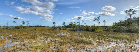 Scenic landscape in the Florida Everglades National Park during the winterの写真素材