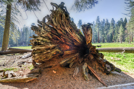 Giant Sequoia Trees in Sequioa National Park, California.の写真素材