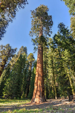 Giant Sequoia Trees in Sequioa National Park, California.の写真素材