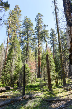 Sequoias in Mariposa Grove of Yosemite National Park, California, USA.