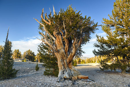 Ancient Bristlecone Pine Forest - a protected area high in the White Mountains in Inyo County in...