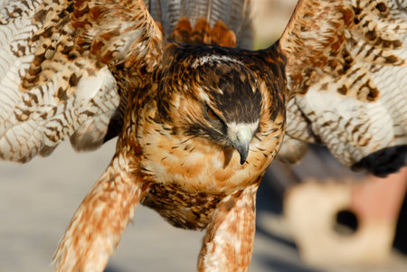 Falcon in Peru with its wings aloft.の写真素材