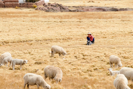 SACRED VALLEY OF THE INCAS, PERU - AUGUST 16, 2006: Shepherd managing her flock in Peru, South America in the Sacred Valley of the Incas.のeditorial素材