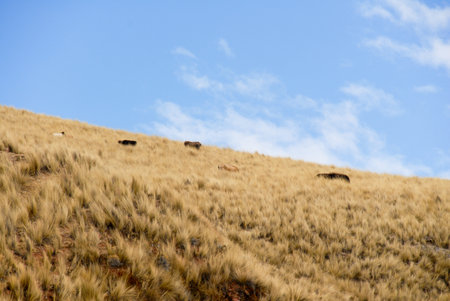 View along the Cusco-Puno Road in Peru, South America following the Sacred Valley of the Incas.の写真素材
