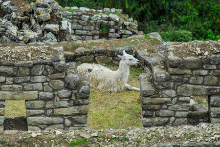 Llama in Machu Picchu, a Peruvian Historical Sanctuary in 1981 and a UNESCO World Heritage Site in 1983. One of the New Seven Wonders of the World.のeditorial素材