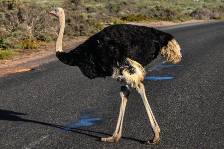 Ostrich walking along the road of the Cape of Good Hope, South Africa.の写真素材