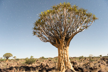 Quiver Tree Forest outside of Keetmanshoop, Namibia at night.