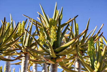 Close-up of the Quiver Tree outside of Keetmanshoop, Namibia.の写真素材