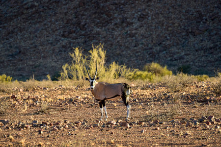 Oryx in the NamibRand Nature Reserve in Namibiaの写真素材