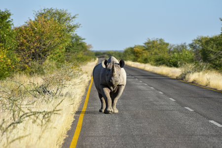 Black Rhinoceros, Diceros bicornis, or hook-lipped rhinoceros. Walking along the road in the Etosha National Park, Namibia.の写真素材
