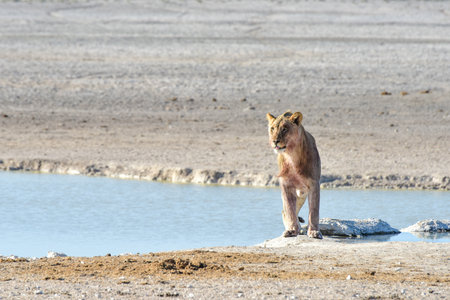 Lion following a hunt in the Etosha National Park, Namibia.の写真素材