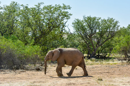 African bush elephants (Loxodonta africana) that have made their homes in the Namib. Desert dwelling elephants are uniquely adopted to extremely dry and sandy conditions.の写真素材