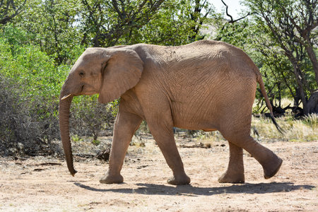 African bush elephant (Loxodonta africana) that have made their homes in the Namib. Desert dwelling elephants are uniquely adopted to extremely dry and sandy conditions.の写真素材