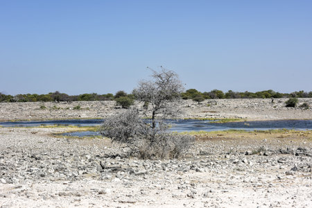 The Etosha pan is a large endorheic salt pan, forming part of the Kalahari Basin in the north of Namibia.の写真素材