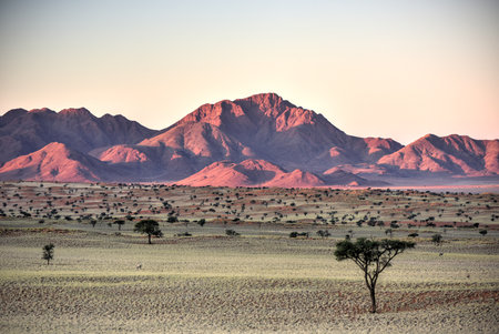 Desert landscape in the NamibRand Nature Reserve in Namibia.の写真素材