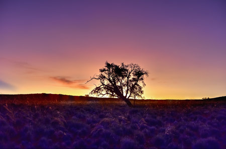 Desert landscape in the NamibRand Nature Reserve in Namibia.の写真素材
