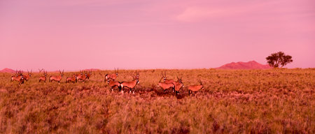 Oryx along the desert landscape in the NamibRand Nature Reserve in Namibia at sunset.の写真素材