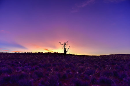Desert landscape in the NamibRand Nature Reserve in Namibia.の写真素材