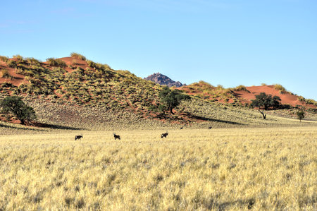 Desert landscape in the NamibRand Nature Reserve in Namibia.の写真素材