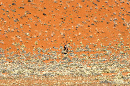 Oryx along the desert landscape in the NamibRand Nature Reserve in Namibia.の写真素材