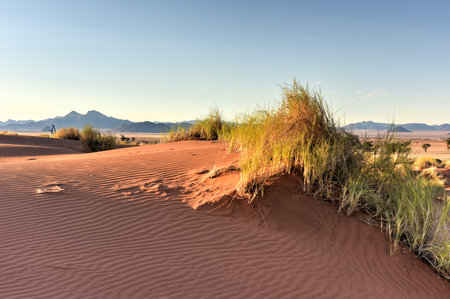 Desert landscape in the NamibRand Nature Reserve in Namibia.の写真素材