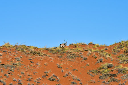 Oryx along the desert landscape in the NamibRand Nature Reserve in Namibia.の写真素材