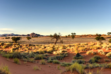 Desert landscape in the NamibRand Nature Reserve in Namibia.の写真素材
