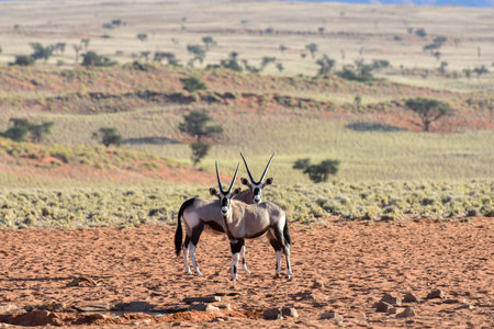 Oryx in the desert landscape of the NamibRand Nature Reserve in Namibia.の写真素材