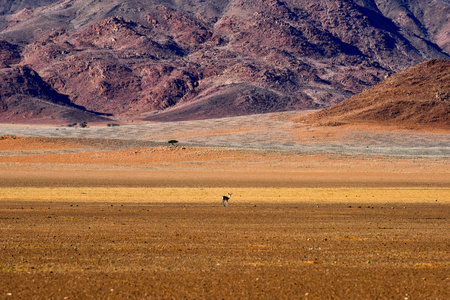 Gazelle along the desert landscape in the NamibRand Nature Reserve in Namibia.の写真素材