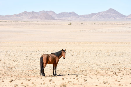 Horses in the desert landscape of Namibia.の写真素材