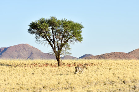 Zebras in the desert landscape of the NamibRand Nature Reserve in Namibia.の写真素材
