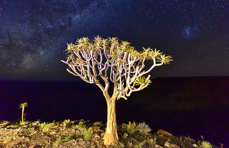 Quiver Tree surrounding the Fish River Canyon, Namibia at night.の写真素材