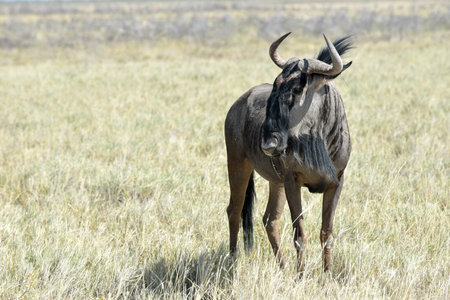 Wildebeest on the plains, Etosha National Park, Namibiaの写真素材
