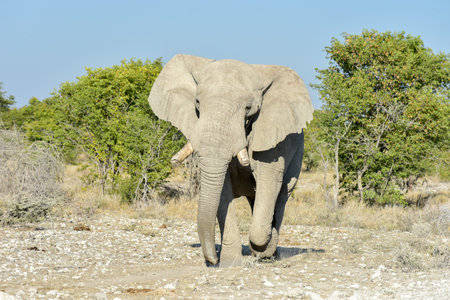 Elephant in the wild in Etosha National Park, Namibia, Africa.の写真素材