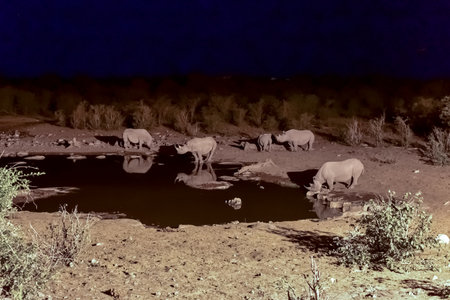 Rhinoceros at the Halali watering hole in Etosha National Park, Namibiaの写真素材