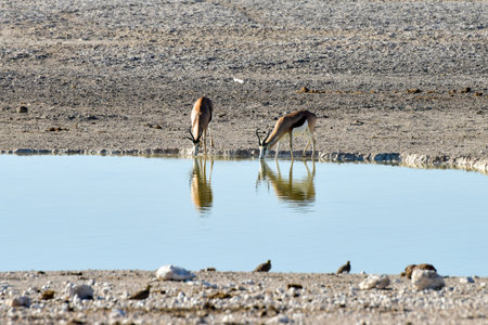 Springbok in the plains of Etosha National Park, Namibiaの写真素材