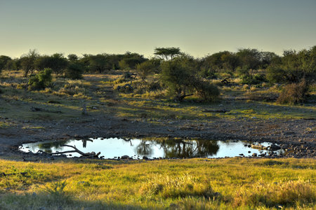 Watering hole in Etosha National Park, Namibiaの写真素材