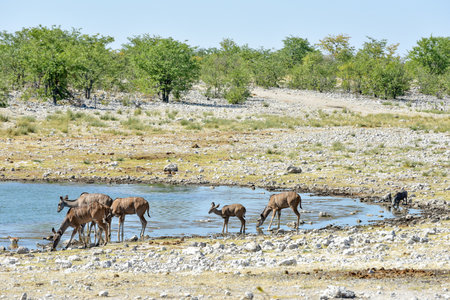 Kudu at a watering hole in Etosha National Park, Namibiaの写真素材