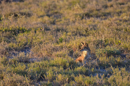 Black-backed jackal Canis mesomelas, in the bush, Etosha National Park, Namibiaの写真素材
