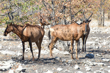 Red hartebeest (Alcelaphus buselaphus) in Etosha National Park, Namibiaの写真素材