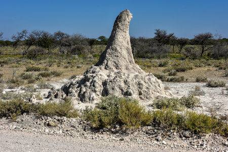 Huge termite mound in Etosha National Park, Namibia, Africa.の写真素材